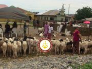 OYRLEA intensifies enforcement against illegal livestock trading, open grazing
